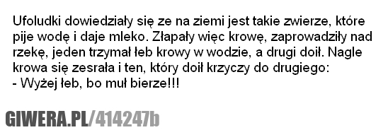 krowa, kawaly, dowcipy