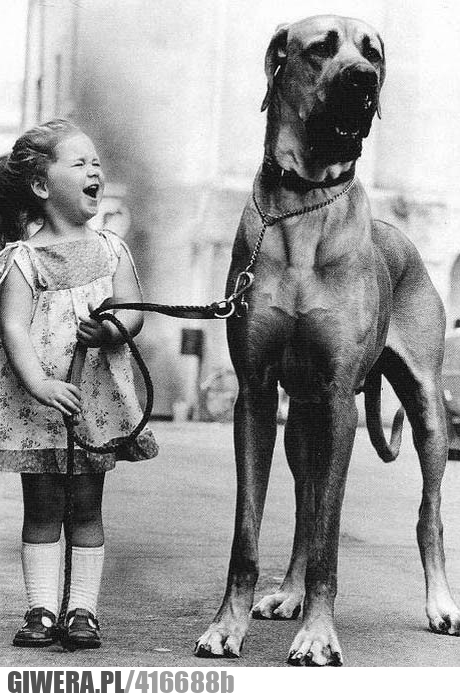 kotecka, chyba, widziałem, pies, dziewczynka