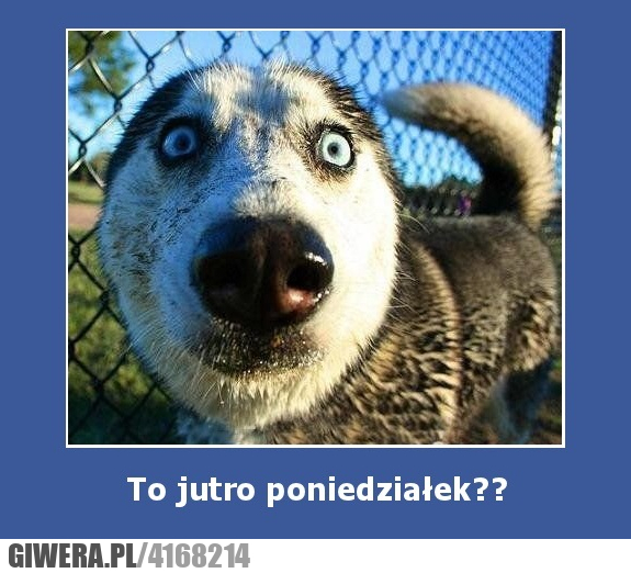 poniedziałek, jutro, co