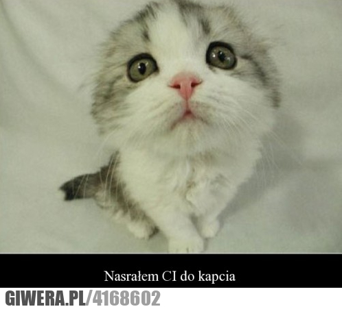 powiedzenia, nasrałem