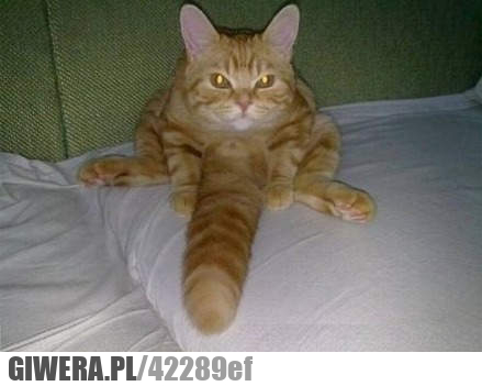 ogon, co, ty, masz, kocie