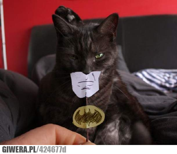 batmana, możesz, mieć, kot