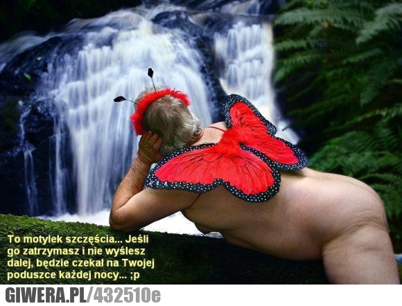 motylek, szczęścia