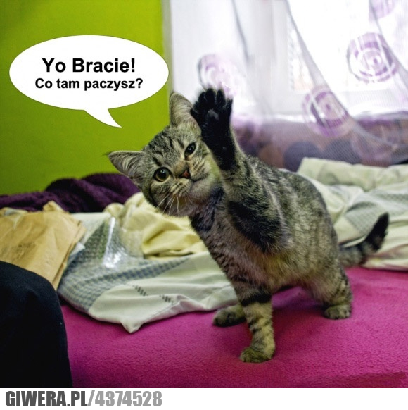 joł, bracie, paczysz, pacze