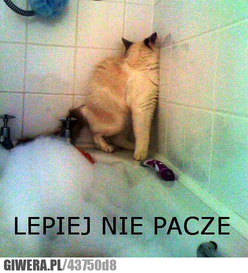 o, nie, lepiej, nie, pacze