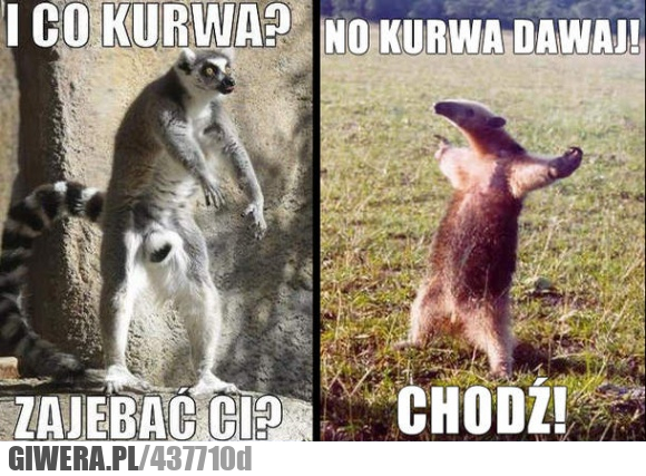 taki, cwany, kurwa, chodź