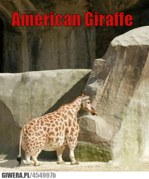 może, jeszcze, jednego, hamburgera, amerykańska, żyrafa