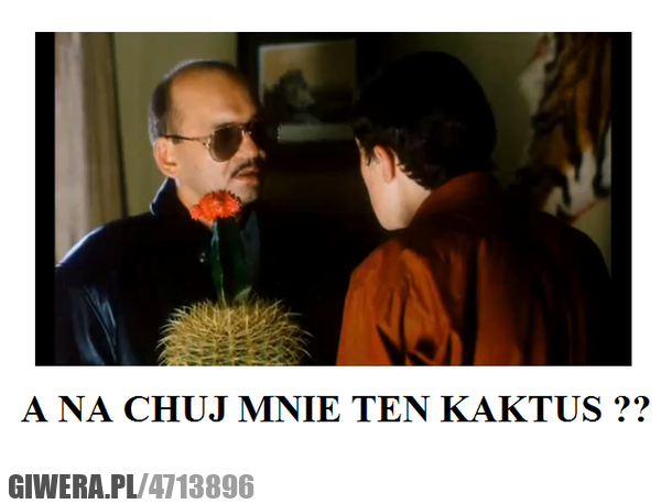 odpowiedz, jedno, pytanie, kaktus