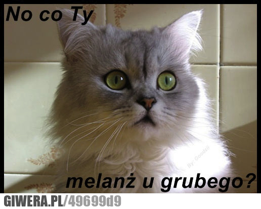 no, co, ty, melanż, grubego