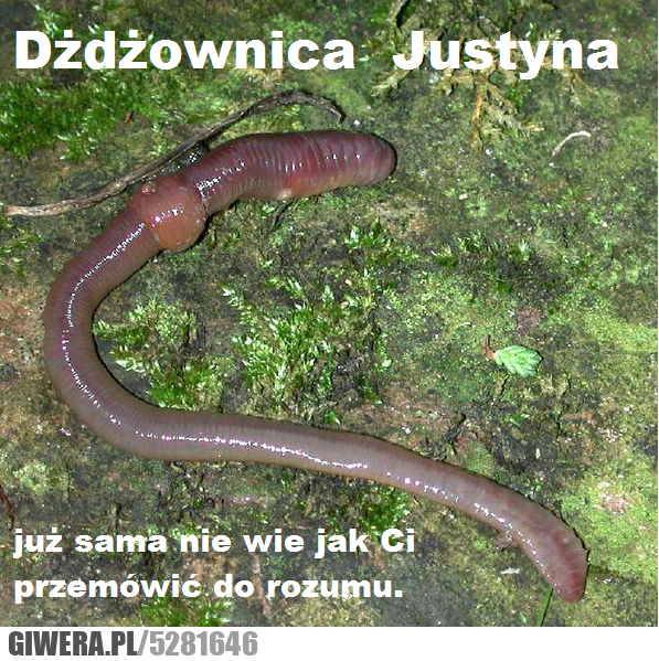 dżdżownica, justyna, rozumu