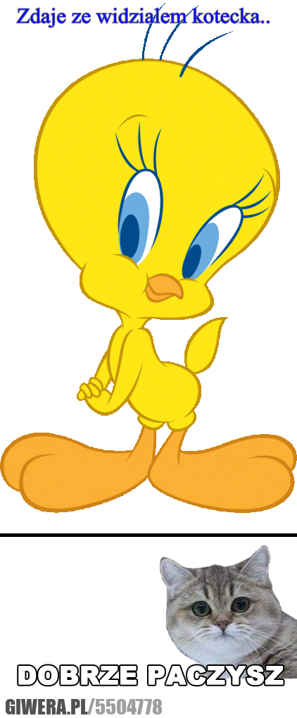 widziałem, kotecka, dobrze, paczysz