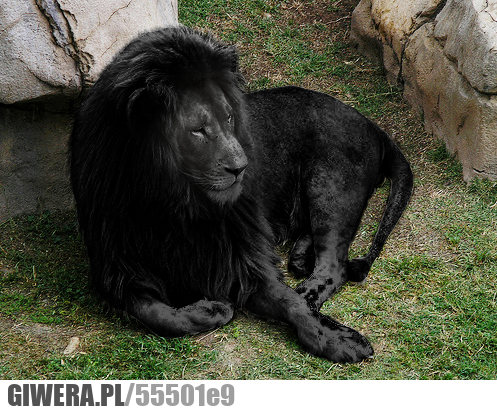 lion, black