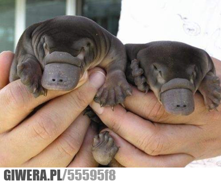 dziobak, małe, młode