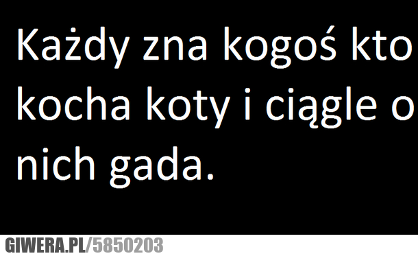 każdy, zna, kogoś, kocha, koty, mówi