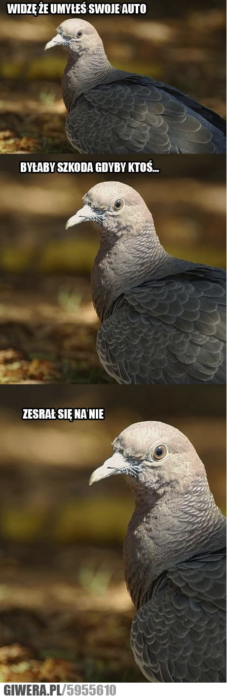 widzę, umyłeś, samochód, nasrał, auto