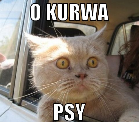 Smieszne Psy Zdjęcia Obrazki Kwejk Giwerapl
