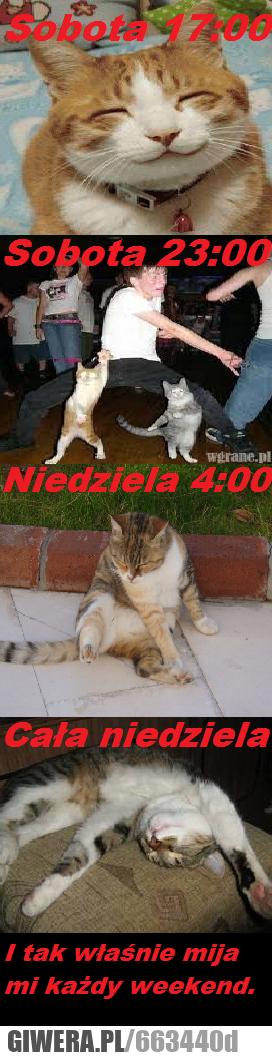 kot, alkohol, melanż, sobota