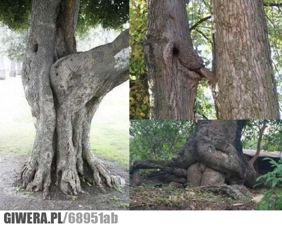 dziwne, drzewa
