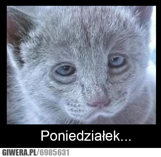 poniedziałek, kot
