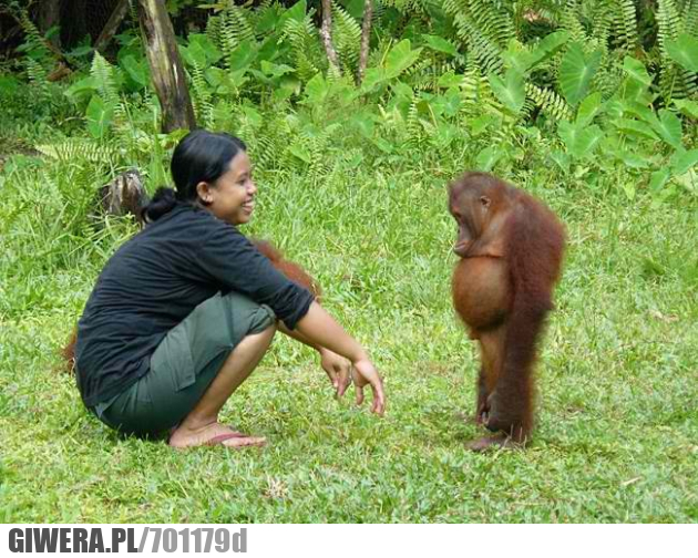 orangutan, małpka
