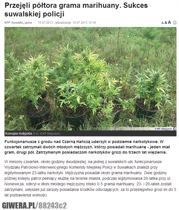 sukces, maryjane, marihuana