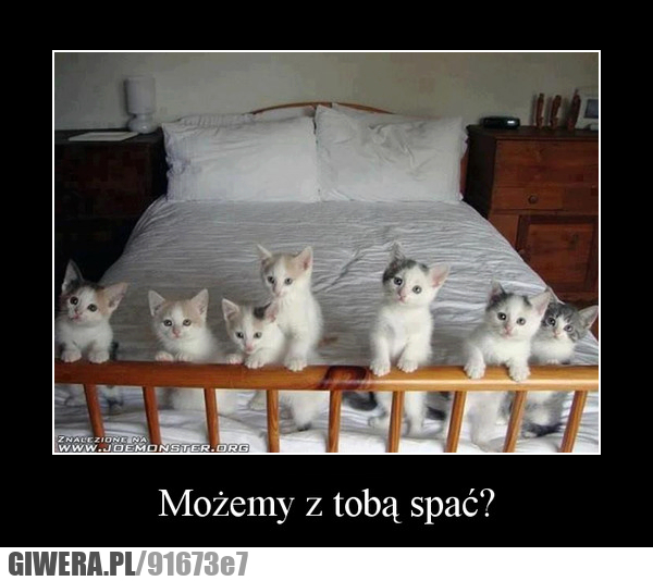 kotki, kot