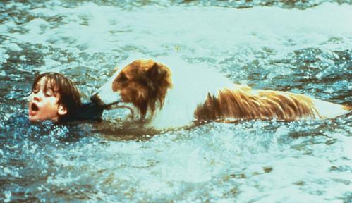Lassie