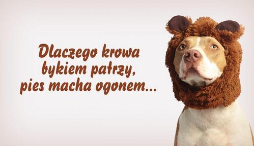 Dlaczego krowa...