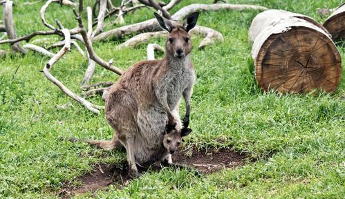 Dzika Australia z Rayem Mearsem