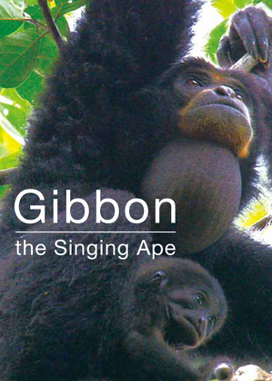 Gibbon, śpiewająca małpa