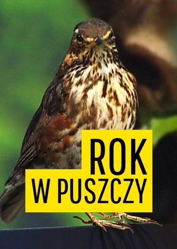 Rok w puszczy (2006) - film dokumentalny