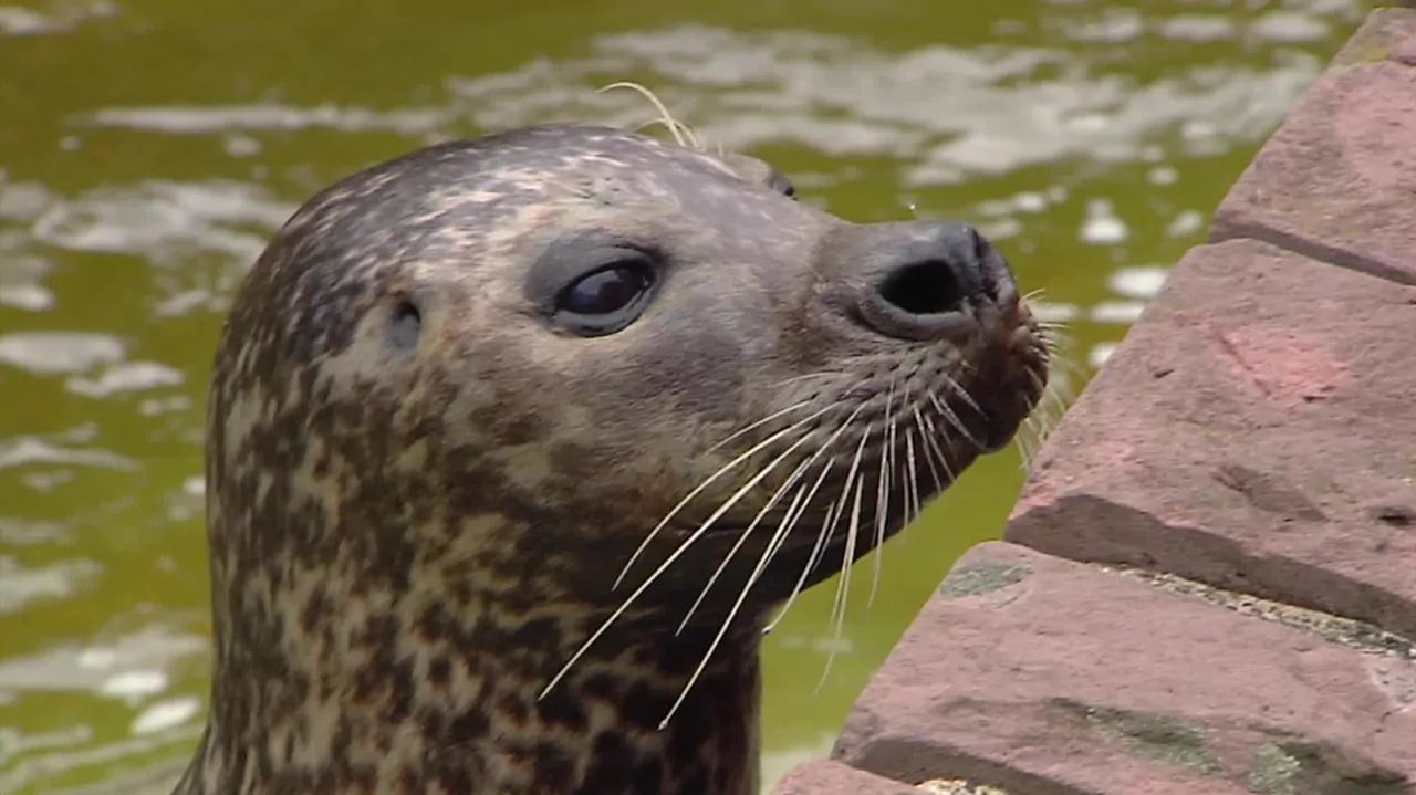 Sp&oacute;łka ZOO S01E01: Foki