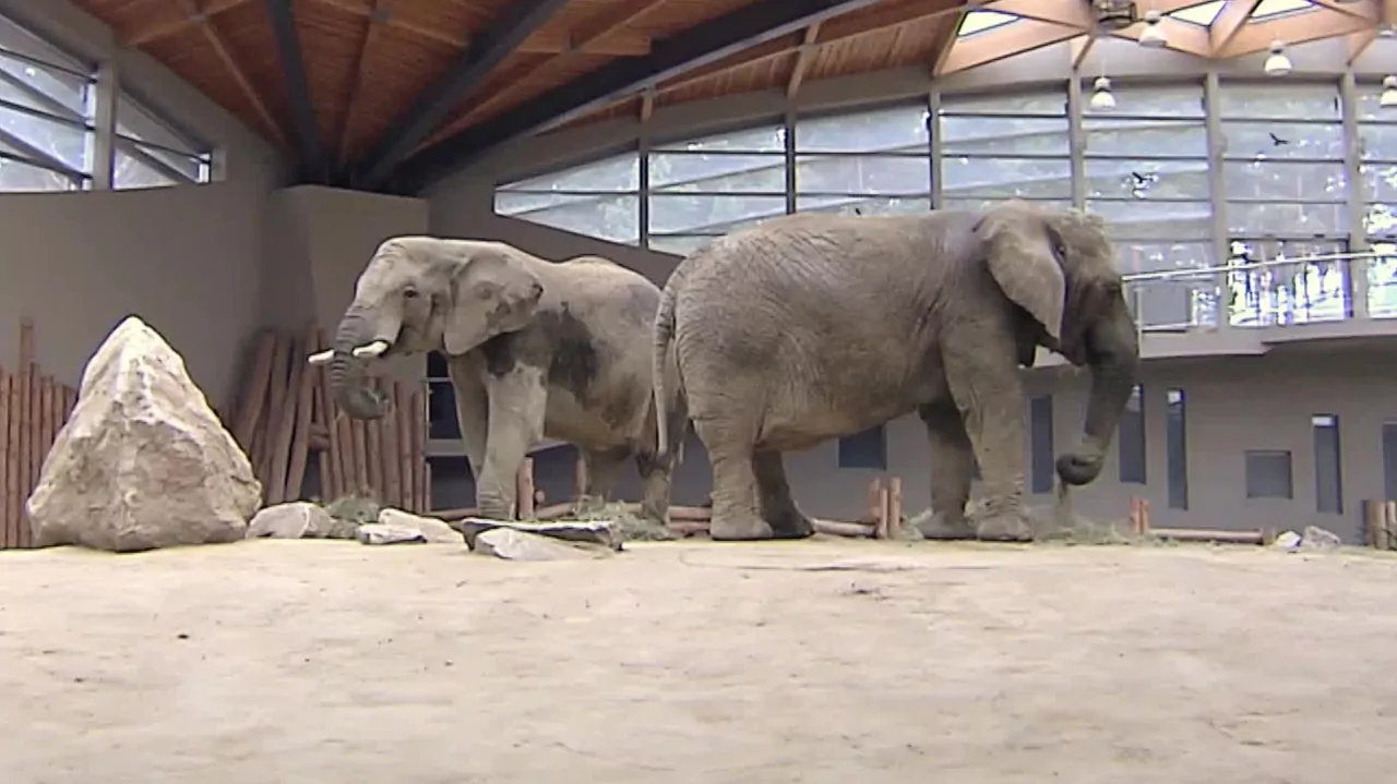 Sp&oacute;łka ZOO S01E02: Słonie