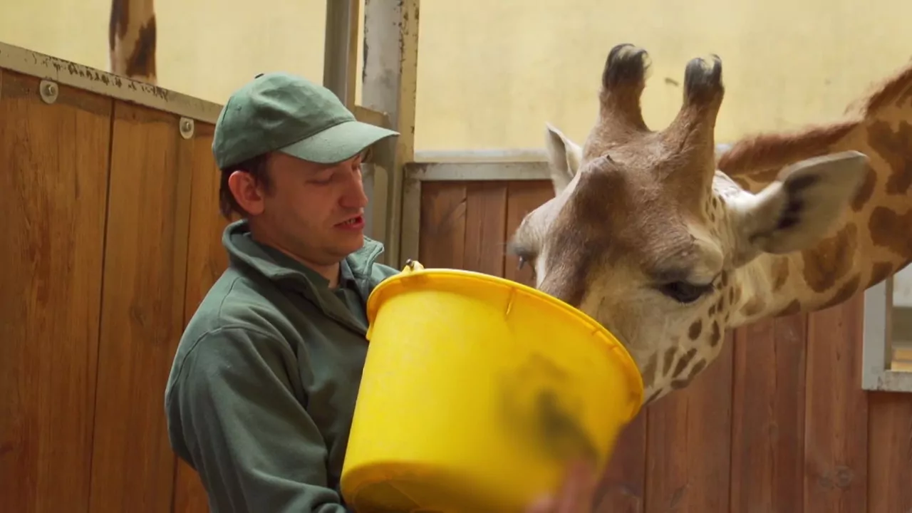 Sp&oacute;łka ZOO S01E06: Sawanna