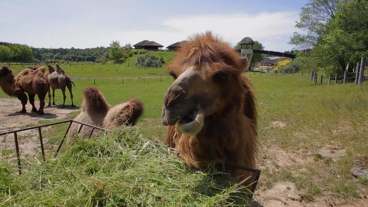 Sp&oacute;łka ZOO S01E07: Nosorożec i wielbłąd