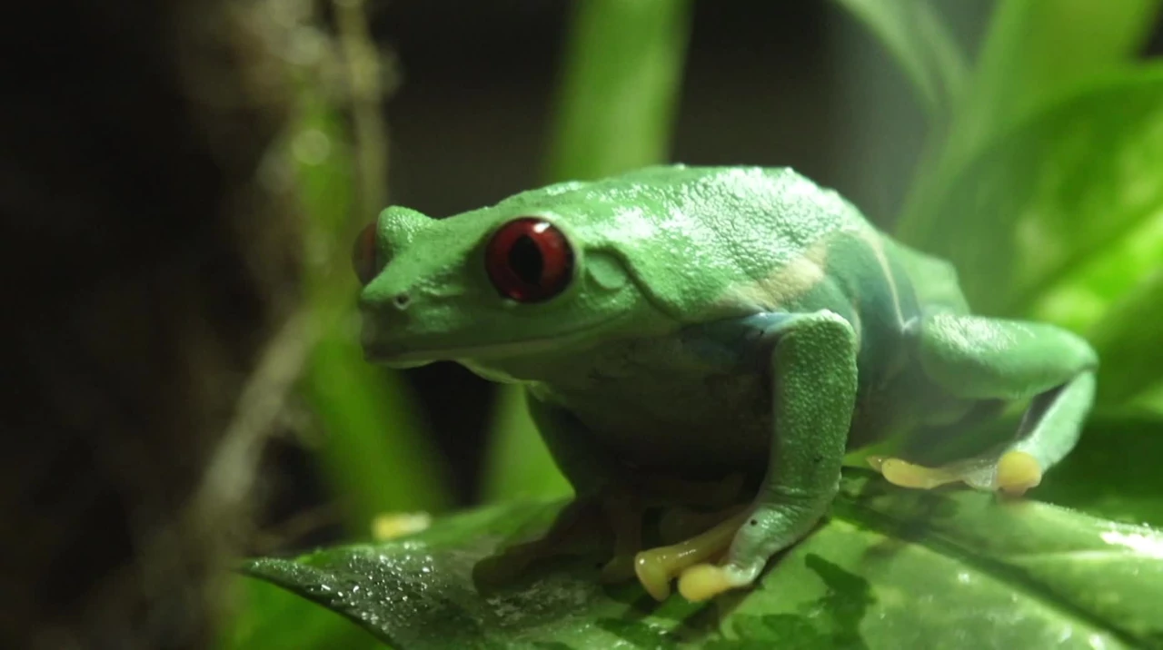 Sp&oacute;łka ZOO S01E08: Gady