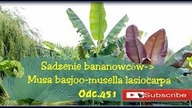 Odc. 451-Sadzenie bananowców do gruntu musa basjoo i musella lasiocarpa.