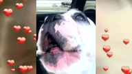 The Voice Dog (Remix) By Timbu Fun - feat.  Walter Geoffrey The Frenchie
