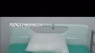 Kot Andrzej w Telewizji Polsat