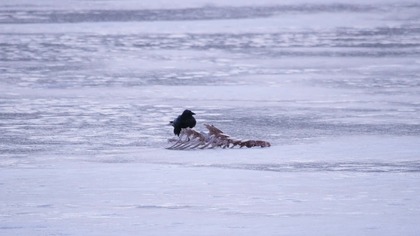 Wielkie Jeziora Ameryki Północnej 2. Wielki chłód - dokument PL