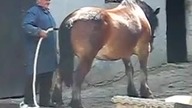 Czyszczenie konia