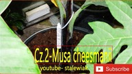 #303- Cz. 2-Musa cheesmanii uprawa, podlewanie, zimowanie, youtube stalewiak
