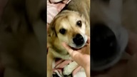 Cześć, jestem Duduś  #shorts #pies #psy #funny #funnydogs #dog #kundelek