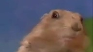 Dramatic Chipmunk