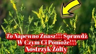 1823.  To Na pewno Znasz, Bo Nie Da Się Go Przeoczyć !!! Nostrzyk Ż&oacute;łty
