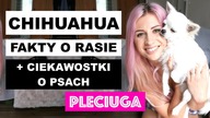 CHIHUAHUA - NAJWAŻNIEJSZE FAKTY + CIEKAWOSTKI O PSACH