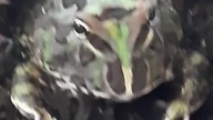 Pacman frog feeding 