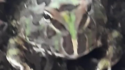 Pacman frog feeding 