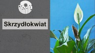 Dlaczego skrzydłokwiat nie kwitnie lub ma zielone kwiaty ? Co zrobić, żeby skrzydłokwiat zakwitł?