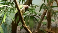 Pink-necked fruit-dove (Ptilinopus porphyreus)